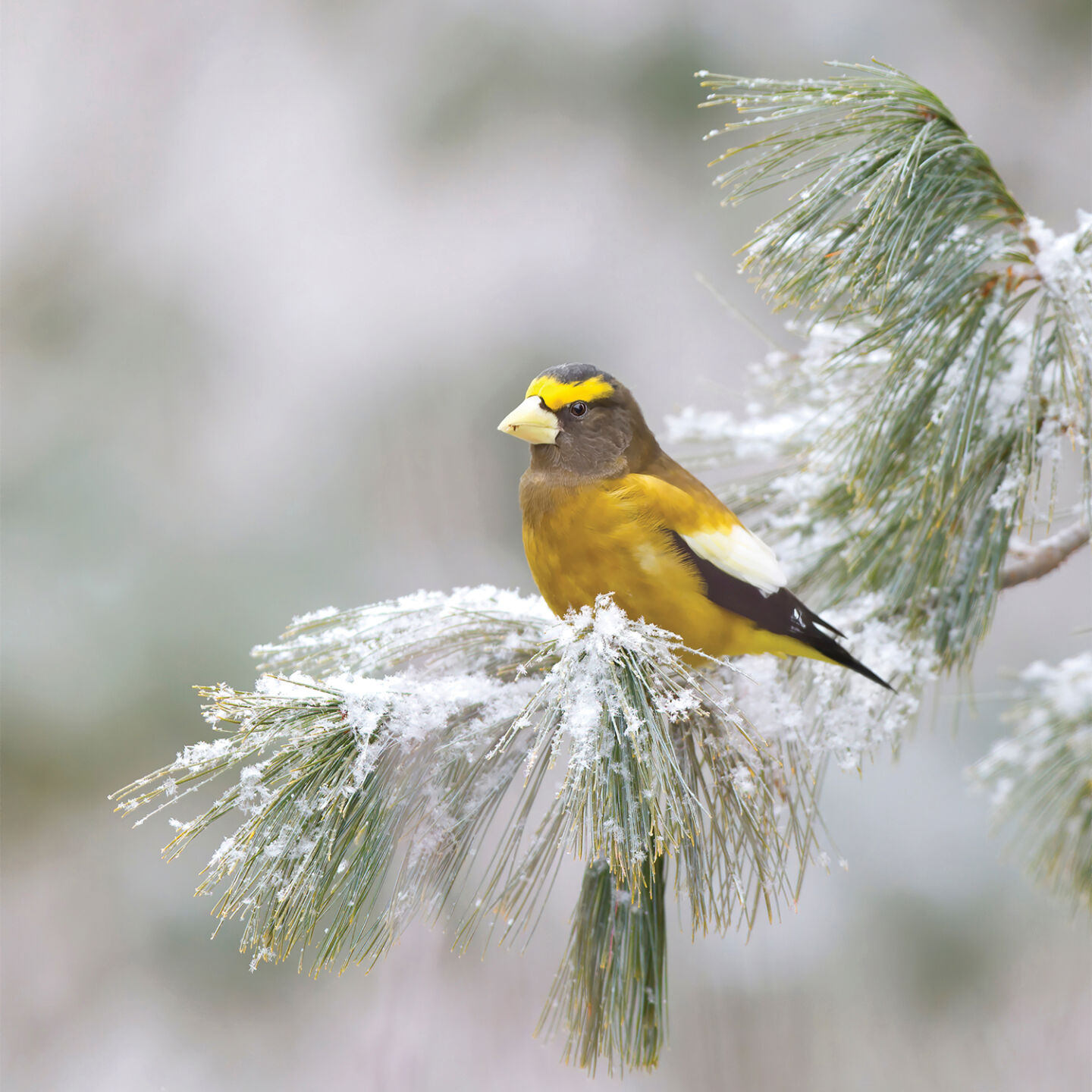 evening grosbeak